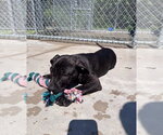 Small #3 Mastiff Mix