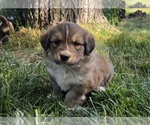 Puppy Pink Great Bernese