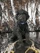 Small Photo #5 Goldendoodle Puppy For Sale in ANDERSON, CA, USA
