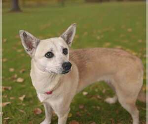Darla 26/616 - Female Mutt Dog for Adoption - Photo #9