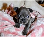 Small Photo #5 French Bulldog Puppy For Sale in ELM GROVE, WI, USA