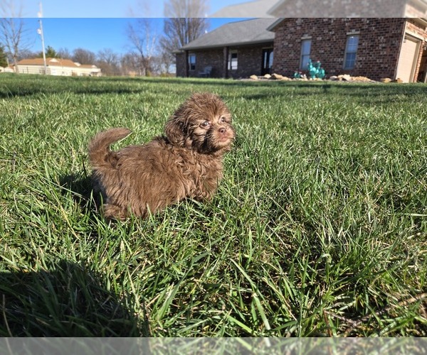 Medium Photo #12 ShihPoo Puppy For Sale in CARLYLE, IL, USA