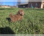 Small #11 ShihPoo
