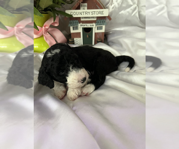 Medium Photo #3 Aussiedoodle Puppy For Sale in OAK HARBOR, WA, USA