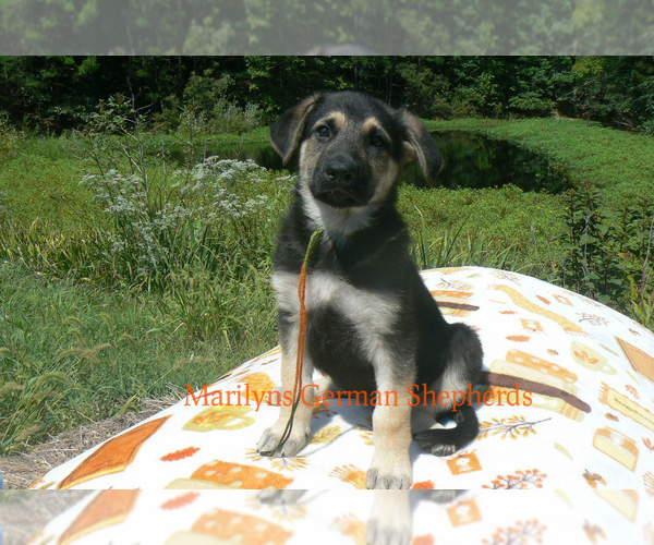 Medium Photo #4 German Shepherd Dog Puppy For Sale in PIEDMONT, MO, USA