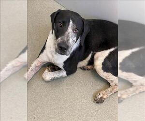 Labrador Retriever-Treeing Walker Coonhound Mix Dogs for adoption in Fayetteville, NC, USA