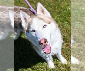 - Mix Dogs for adoption in Glen Allen, VA, USA