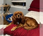 Small Photo #1 Cavalier King Charles Spaniel Puppy For Sale in SAN LEANNA, TX, USA