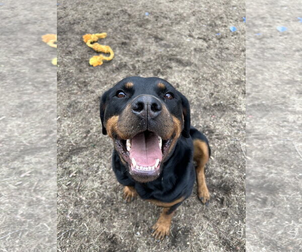 Medium Photo #3 Rottweiler Puppy For Sale in Hillsboro, NH, USA