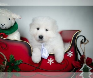 Maremma Sheepdog Puppy for sale in CONWAY, MO, USA