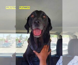 Labrador Retriever-Unknown Mix Dogs for adoption in Woodland Hills, CA, USA
