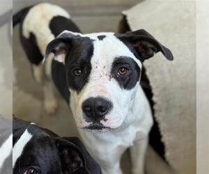 American Pit Bull Terrier-Unknown Mix Dogs for adoption in Conroe, TX, USA