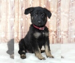 Small Photo #1 German Shepherd Dog Puppy For Sale in WARREN, MA, USA
