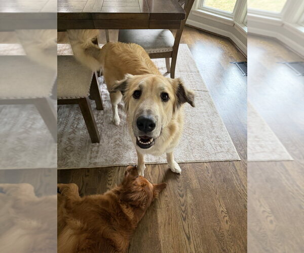 Medium Photo #3 Golden Retriever-Unknown Mix Puppy For Sale in Aurora, IN, USA