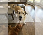 Small Photo #3 Golden Retriever-Unknown Mix Puppy For Sale in Aurora, IN, USA