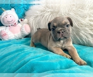 French Bulldog Puppy for sale in CHARLOTTESVILLE, VA, USA