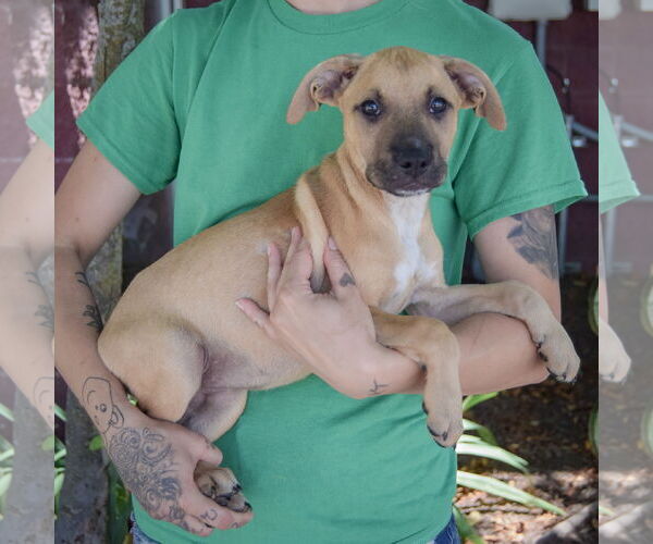 Medium Photo #2 Boxer-German Shepherd Dog Mix Puppy For Sale in Huntley, IL, USA