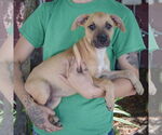 Small #1 Boxer-German Shepherd Dog Mix