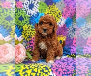Cavapoo-Poodle (Miniature) Mix Puppy for sale in NEW PROVIDENCE, PA, USA