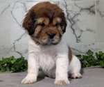 Small Photo #9 Cocker-Pei Puppy For Sale in GOSHEN, IN, USA