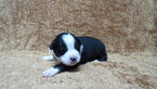Small Photo #1 Australian Shepherd Puppy For Sale in JEFFERSON, SC, USA