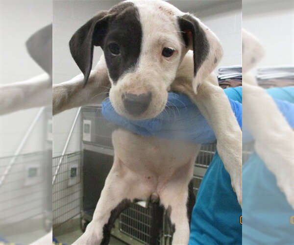 Medium Photo #1 American Pit Bull Terrier Puppy For Sale in Oklahoma City, OK, USA