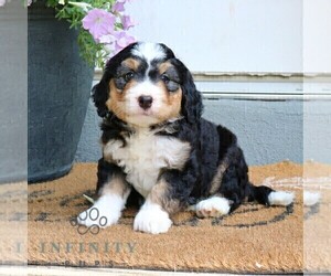 Bernedoodle (Miniature) Puppy for sale in LITITZ, PA, USA