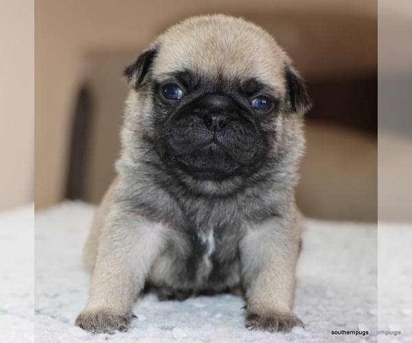 Medium Photo #13 Pug Puppy For Sale in WINNSBORO, TX, USA
