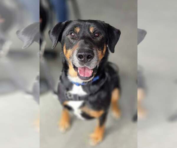 Medium Photo #1 Rottweiler-Unknown Mix Puppy For Sale in Hillsboro, NH, USA