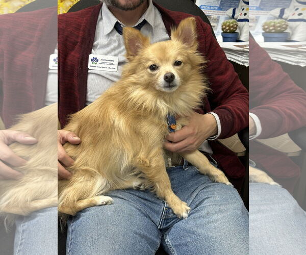 Medium Photo #12 Chiranian Puppy For Sale in Minneapolis, MN, USA