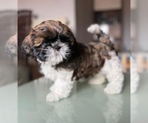 Shih Tzu Puppy for sale in Pirot, Central Serbia, Serbia