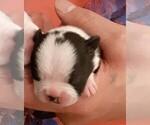 Small Photo #5 Boston Terrier Puppy For Sale in HARRISBURG, PA, USA