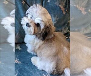 Havanese Puppy for sale in SURPRISE, AZ, USA