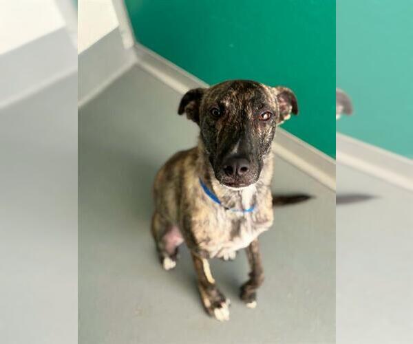 Medium Photo #1 Greyhound-Unknown Mix Puppy For Sale in Visalia, CA, USA
