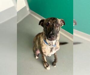Greyhound-Unknown Mix Dogs for adoption in Visalia, CA, USA