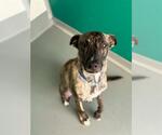 Small Greyhound Mix