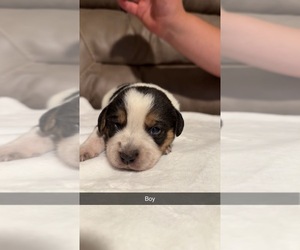 Australian Cattle Dog-Beagle Mix Puppy for sale in BECKHAMVILLE, SC, USA