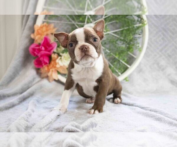 Medium Photo #1 Boston Terrier Puppy For Sale in FREDERICKSBURG, OH, USA