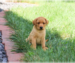 Small #3 Labrador Retriever