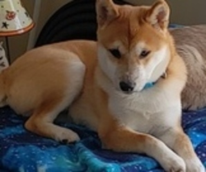 Shiba Inu Puppy for sale in NORTH OLMSTED, OH, USA