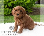 Small #2 Poodle (Miniature)