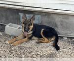 Small German Shepherd Dog Mix
