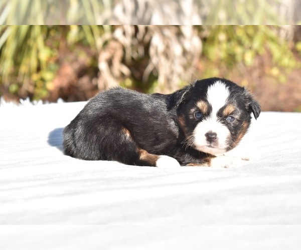 Medium Photo #3 Miniature American Shepherd Puppy For Sale in PALM COAST, FL, USA