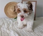 Small #7 Poovanese