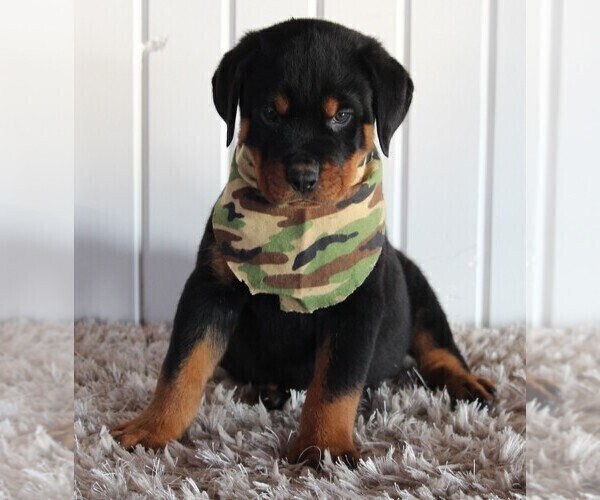Medium Photo #2 Rottweiler Puppy For Sale in FREDERICKSBURG, OH, USA