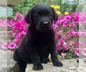 Golden Labrador Puppy for sale in DRY RUN, PA, USA
