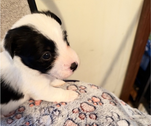 Medium Photo #3 Boston Terrier-Jack Russell Terrier Mix Puppy For Sale in LONDONDERRY, NH, USA