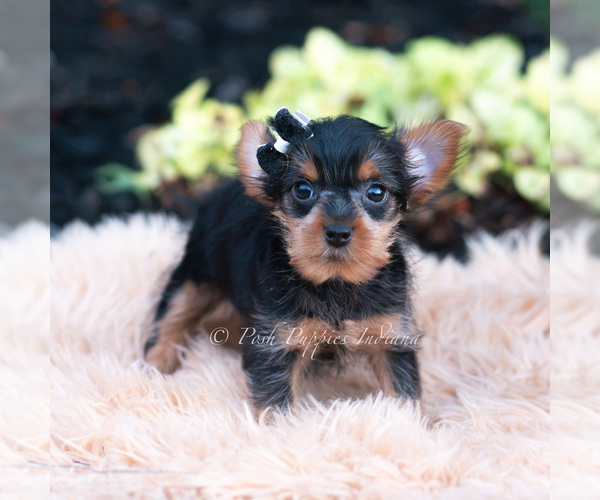 Medium Photo #2 Yorkshire Terrier Puppy For Sale in WARSAW, IN, USA