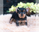Small Photo #35 Yorkshire Terrier Puppy For Sale in WARSAW, IN, USA
