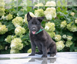 Puppy Korbin German Shepherd Dog